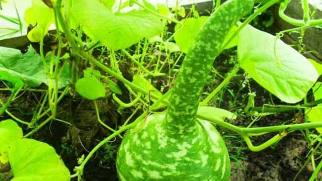 семена опт смотреть онлайн