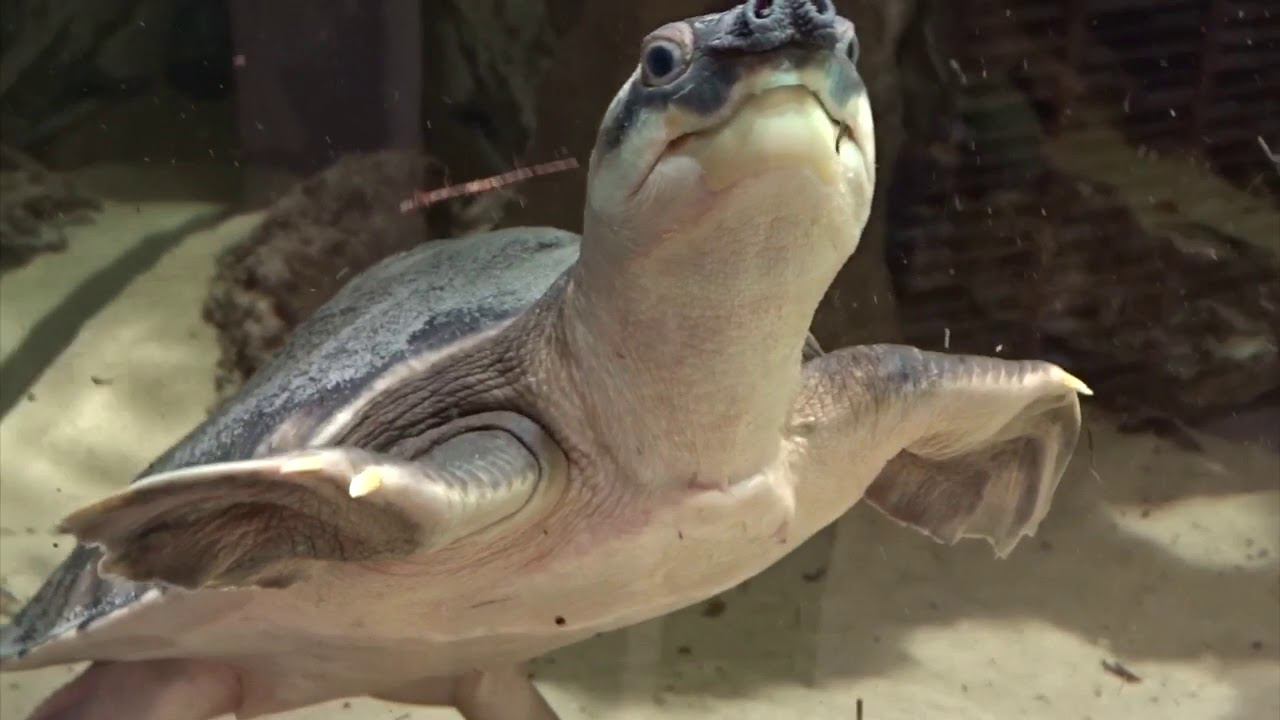 Свинорылая пресноводная #черепаха смотреть онлайн