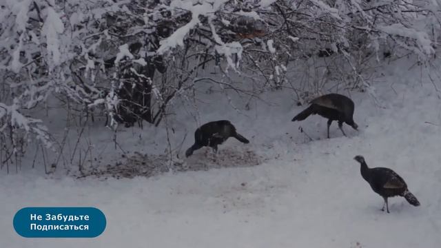 Индюшка в сапогах: путь к Рождественскому столу смотреть онлайн
