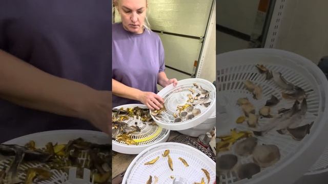 Грибы осенью смотреть онлайн