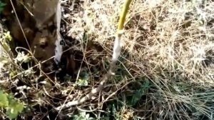 Моя летняя прививка яблони мостиком 2019