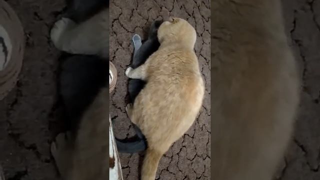 Вязка Шотландской кошки#вязка#шотландскаякошка#кошка#вислоухие#котята#вязка# смотреть онлайн