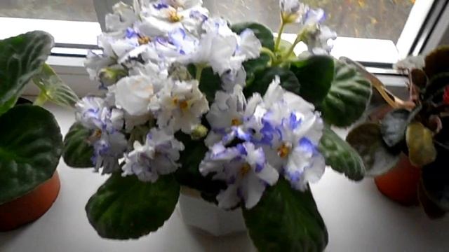 Цветы в доме. Обильное (шапочное) цветение фиалки. смотреть онлайн