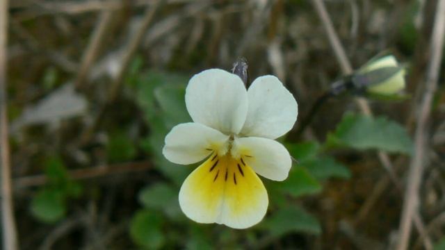 Сердце ищет встречи слайд шоу со чтением стихов смотреть онлайн