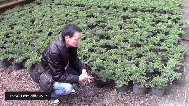 Можжевельник горизонтальный Вилтони / Можжевельник посадка и уход / хвойные растения смотреть онлайн
