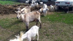 НАРЕВЕЛАСЬ,ТАК НЕЛЬЗЯ/БУДНИ/СЕМЬЯ ПЕРОВЫХ/