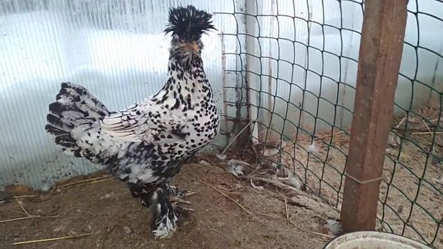 Павловская порода кур, серебро. смотреть онлайн