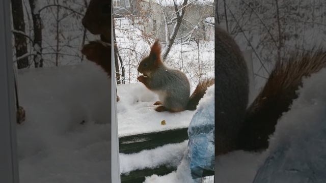 Белка спряталась За Бутылкой#животные#белка#animals#смешныеживотные#sguirrel#belka смотреть онлайн