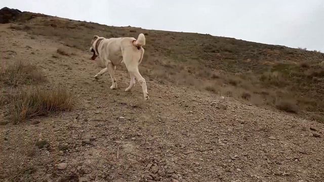 в горах прогулка вдоль и поперек Туркменский Волкодав Turkmen alabay Central Asian Dog Alabai смотреть онлайн