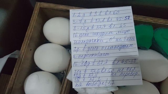 Режим инкубации яйца Индоутки в инкубаторе Блиц