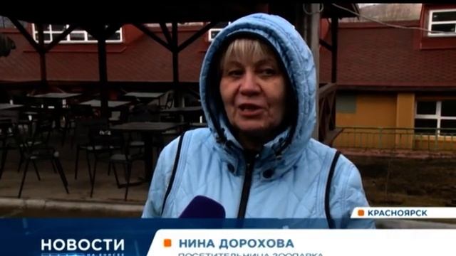 В бассейн к белым медведям в зоопарке выпустили рыбу: смотрите, как они ее ловят! смотреть онлайн