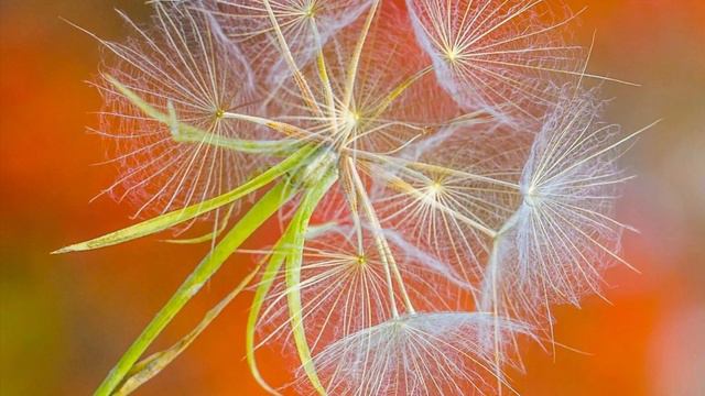 890.. ♫. Vladimir Cosma - "Sirba (Le retour)",1974, (Возвращение) 09-08-2024 смотреть онлайн