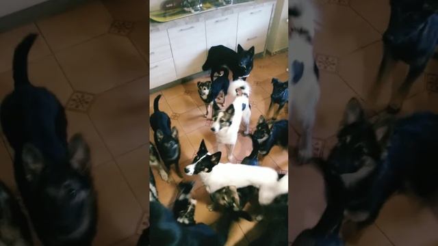 Алёна или ко мне, произношу имена собак и кидаю им гранулы корма дилли круто если заплатили рили ил смотреть онлайн
