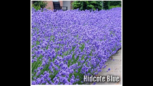 Hidcote Blue Lavender Flower / Herb SEEDS - Lavandula Angustifolia - SEEDS on www.MySeeds.Co смотреть онлайн