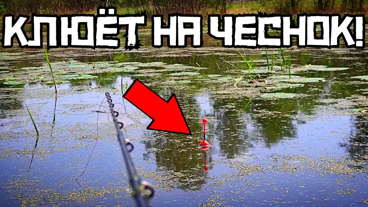 ТАЙНЫЙ МЕТОД РАБОТАЕТ! Закормил чесночной кукурузой и карась КЛЮЕТ! смотреть онлайн