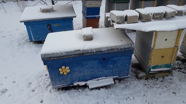 29 января 2021 г. Опять ЗИМА !!! смотреть онлайн