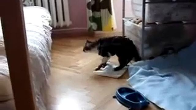 Пьяный кот неправильно прыгнул Drunk cat jumped wrong смотреть онлайн