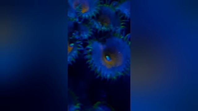 Captain America Palythoa