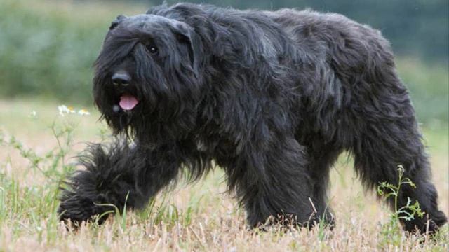 Все породы собак.Бувье Де Фландр (Bouvier Des Flandres) смотреть онлайн