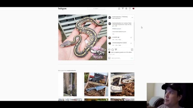 Hard Wired Exotics Ball Python Morph Combos | Breeder's Spotlight | Jack's Reptiles смотреть онлайн