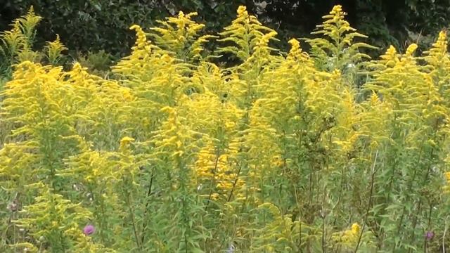 Серпень, лісовий точок продовжує працювати на медоносах. смотреть онлайн