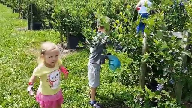 Едем на поле собирать ягоды - как устроены ягодные поля в Германии смотреть онлайн