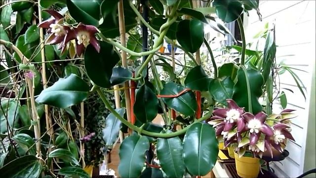 Hoya Imperialis Tour.wmv