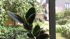 Если фикус не хочет расти, сделайте так! Следы трипсов на фикусе.