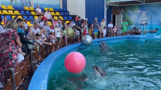 Дельфинарий в Лоо и плавание с дельфинами смотреть онлайн