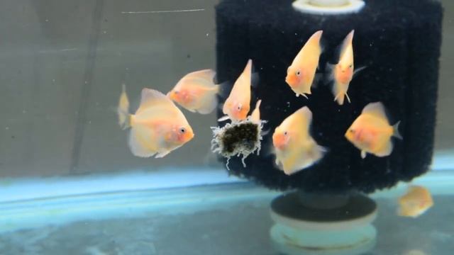 Albino Leopard Snakeskin & Albino Leopard Discus Fry смотреть онлайн