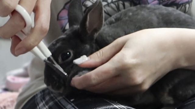 КАК ПОСТРИЧЬ КОГТИ КРОЛИКУ? КАК ПРАВИЛЬНО?