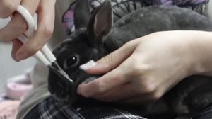 КАК ПОСТРИЧЬ КОГТИ КРОЛИКУ? КАК ПРАВИЛЬНО?