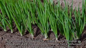 После чего сажать лук