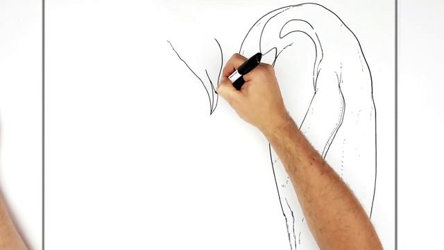 How To Draw Emperor Penguin Family | Step By Step смотреть онлайн