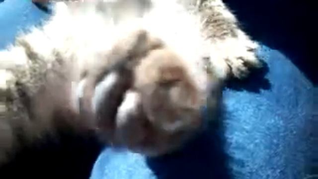 котик катается на горке... смотреть онлайн