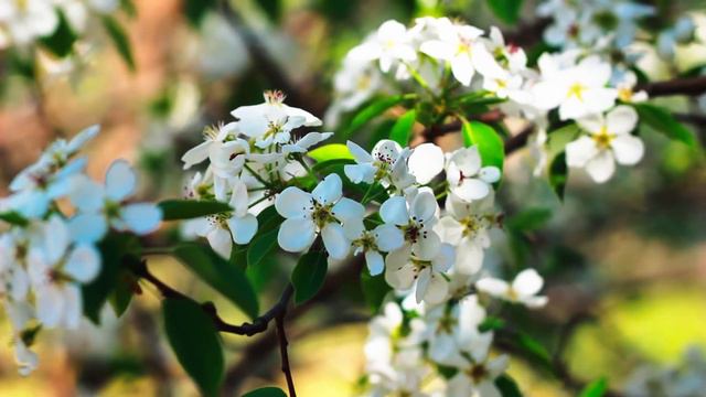 Красивые цветы Весны | Футажи красивая природа [FullHD] смотреть онлайн