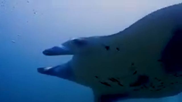 Aquarium 4K VIDEO ULTRA HD 🐠 Beautiful Relaxing Coral Reef Fish - Relaxing Sleep Meditation Music # смотреть онлайн