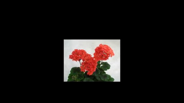 Комнатные растения смотреть онлайн