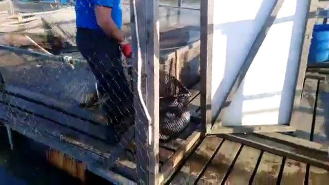 Зарыбление водоёма башкирским карпом смотреть онлайн