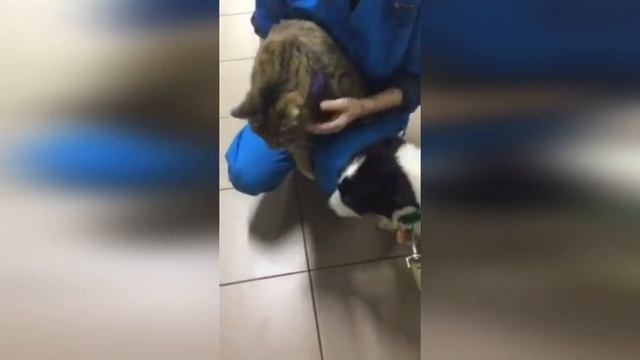 С рождеством Христовым! Счастливая история собачки Маты, начавшаяся в прошлое Рождество. Дай Лапу смотреть онлайн