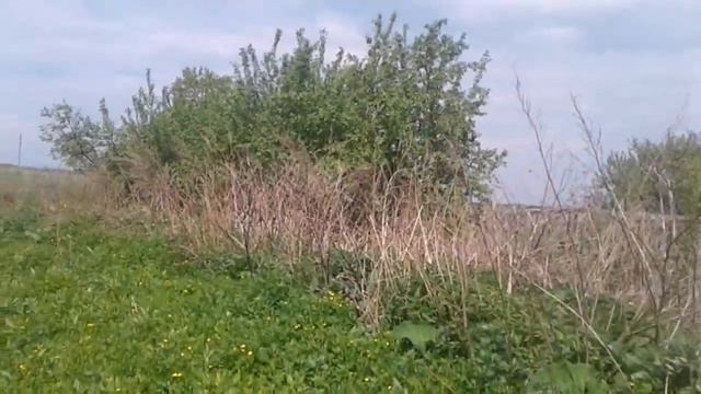 Чеснок , рассада и Весна.  5 видео. 2 015 650