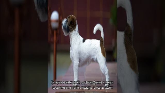 Груминг собак: что это такое и кто такой грумер