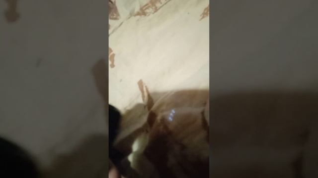 санти 18+ смотреть онлайн