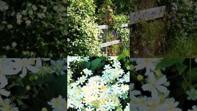 Красивая Быстрорастущая Лиана Настоящая Находка ДЛЯ ЛЕНИВОГО САДА Цветет ПО ОКТЯБРЬ смотреть онлайн