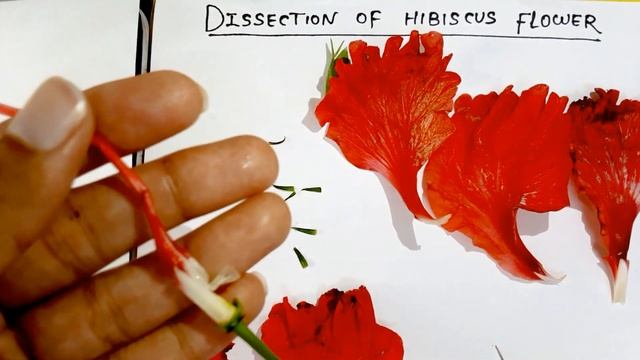 DISSECTION OF HIBISCUS FLOWER | Hibiscus rosa-sinesis | China Rose смотреть онлайн