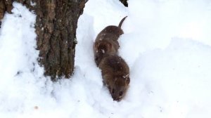 Охота на крыс