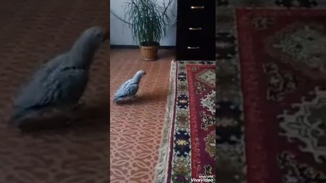 Жако - бесстрашная птица смотреть онлайн