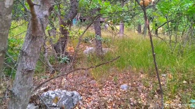 Белка в алупкинском парке Годлевского смотреть онлайн