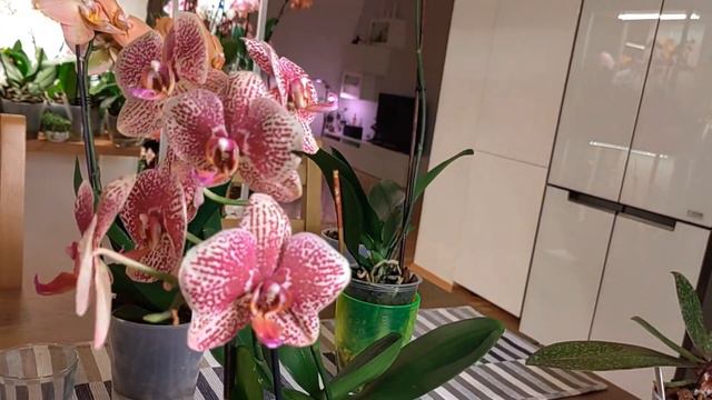 ДВЕ ПАПАЙИ, ЛЕОПАРД, ОДОРИАН И РАЗГОВОРЫ ОБ ОРХИДЕЯХ!!! смотреть онлайн