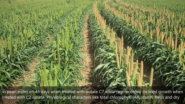 Impact of Bacillus and Pseudomonas sp. on Growthand Development of Pearl Millet and Ragi смотреть онлайн